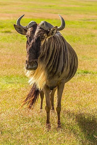 Africa-Tanzania-Ngorongoro Crater White bearded wildebeest close-up Art Print